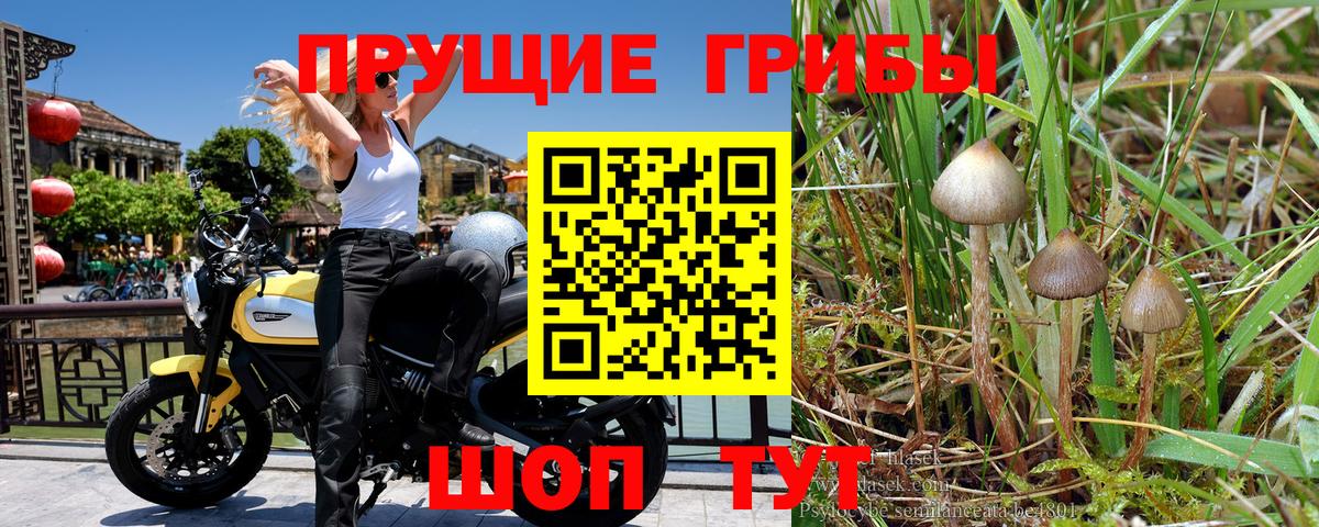 Галлюциногенные грибы GOLDEN TEACHER Нефтекумск